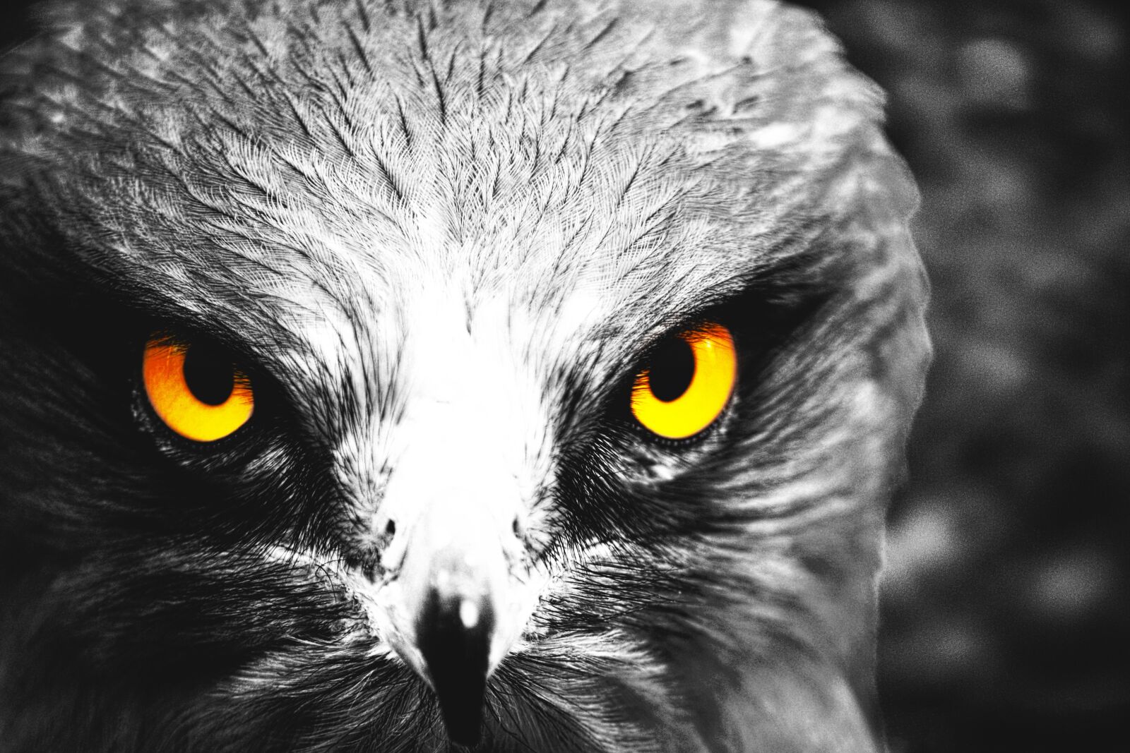 Nikon D3100 sample photo. Eagle, eyes, yellow photography