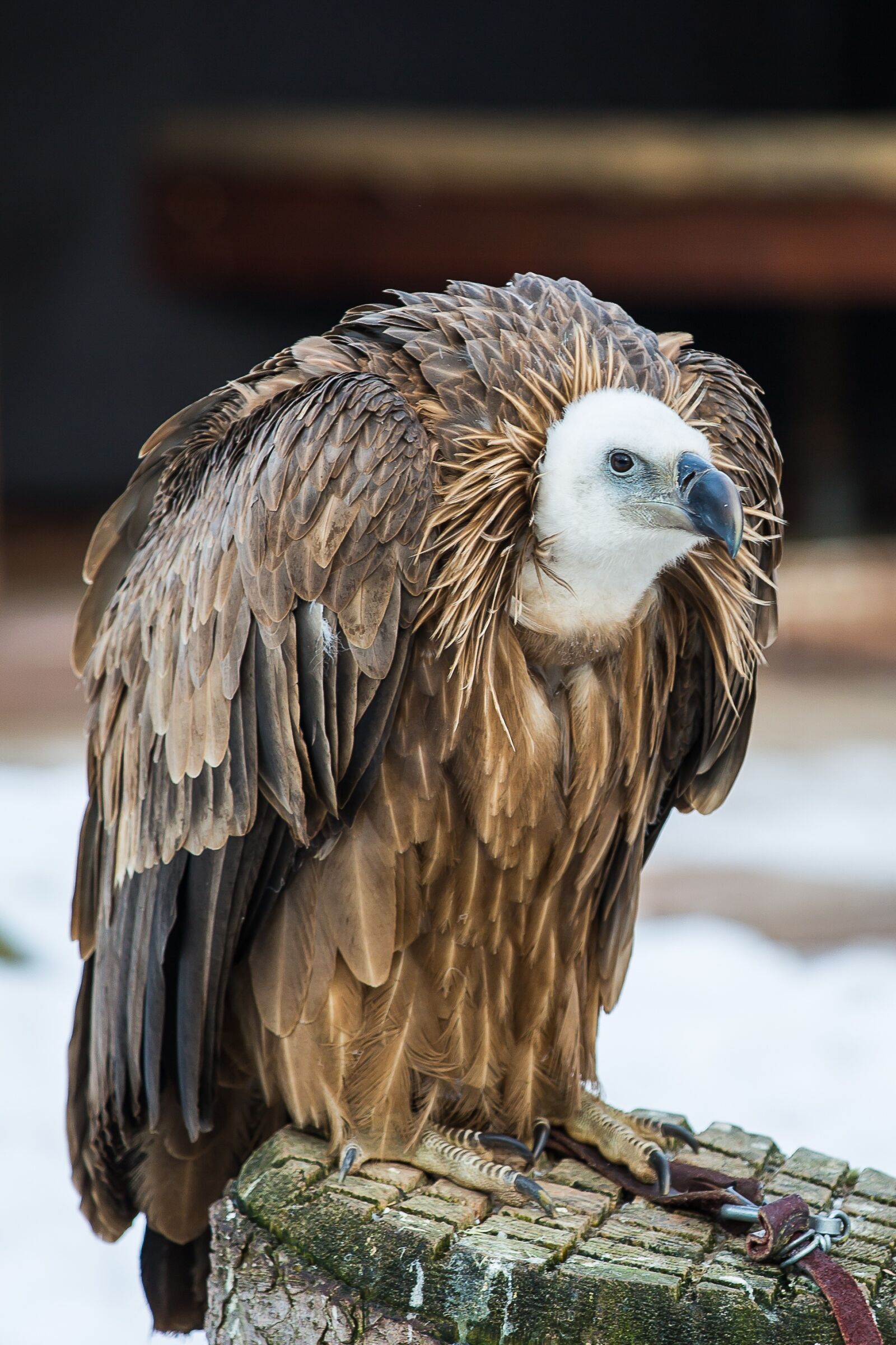 Canon EOS 5D Mark III sample photo. Griffon vulture, vulture, bird photography