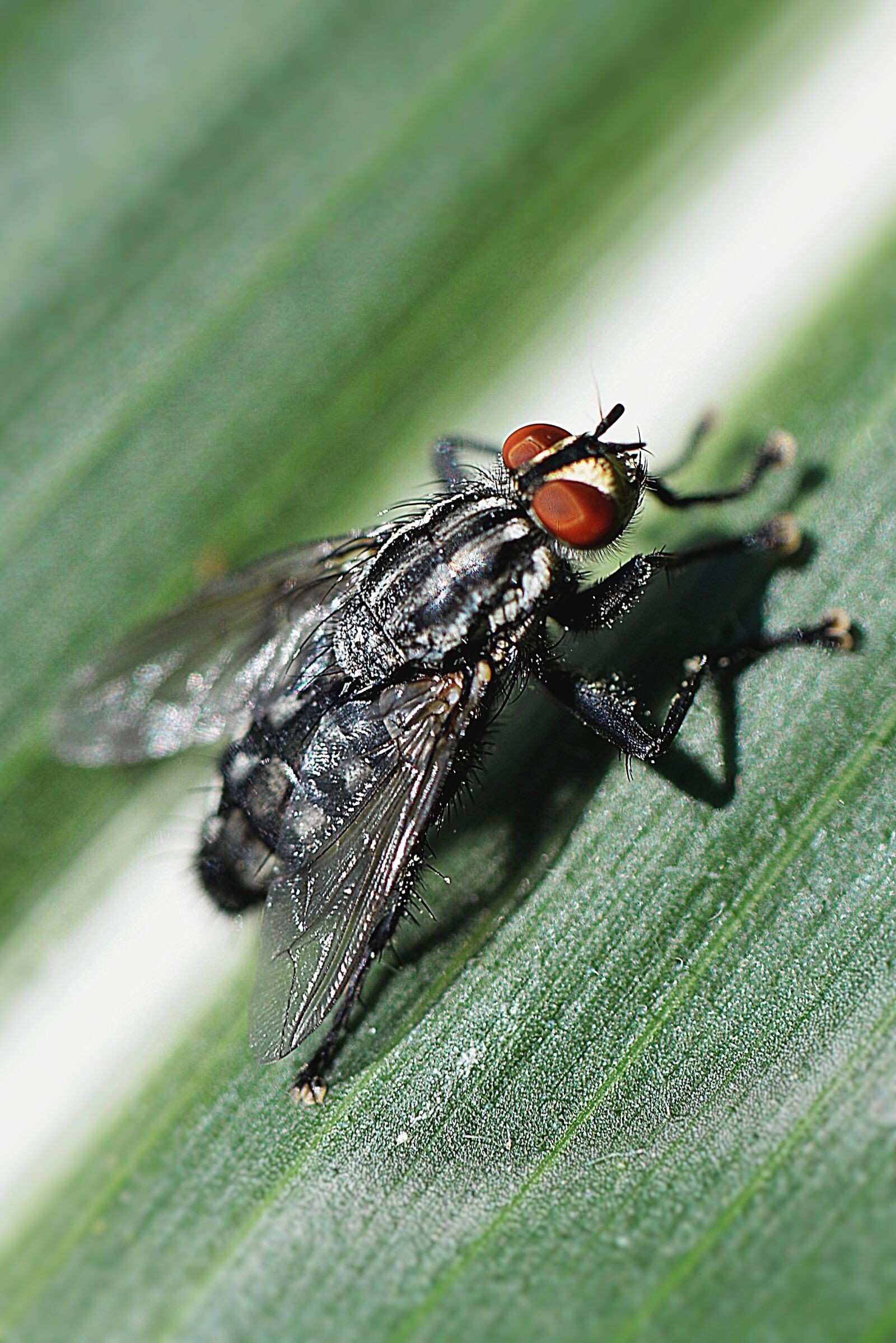 Nikon D610 sample photo. Fly, macro, compound eyes photography
