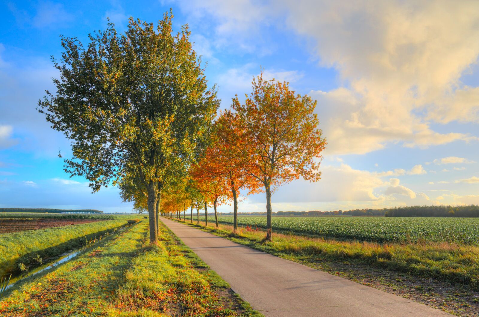 Nikon D610 sample photo. Road, foliage, trees photography