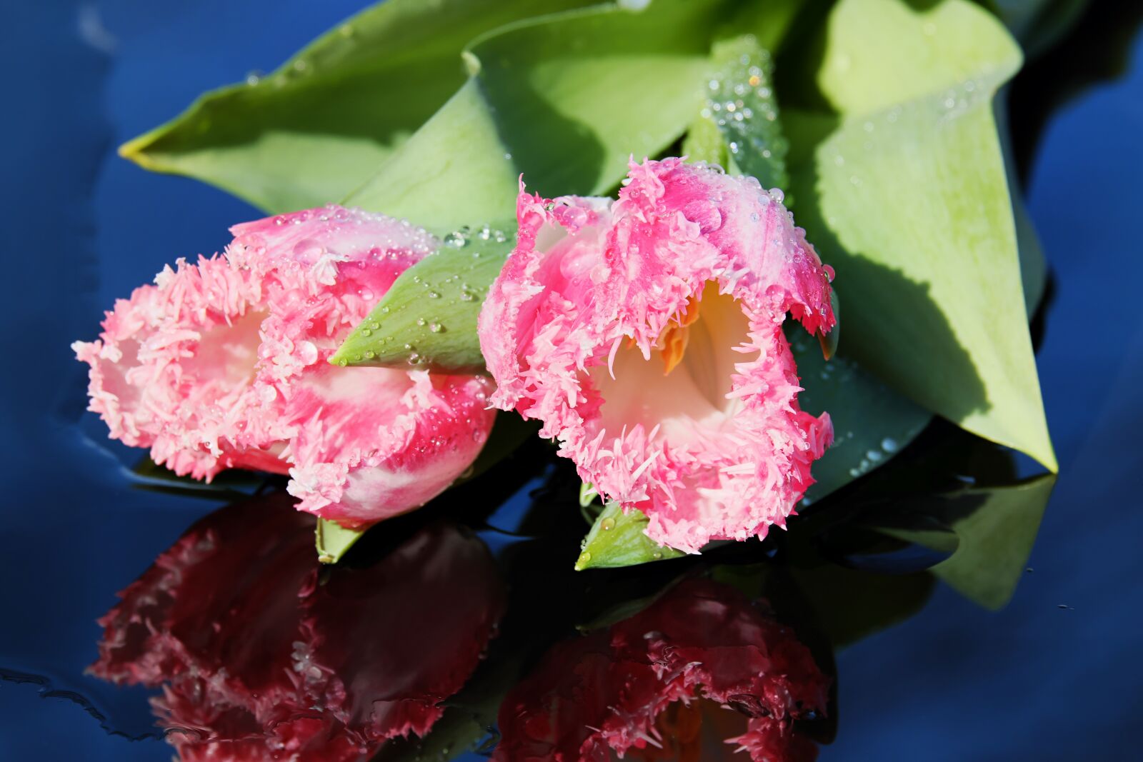 Fujifilm XF 55-200mm F3.5-4.8 R LM OIS sample photo. Tulips, flowers, jagged edge photography