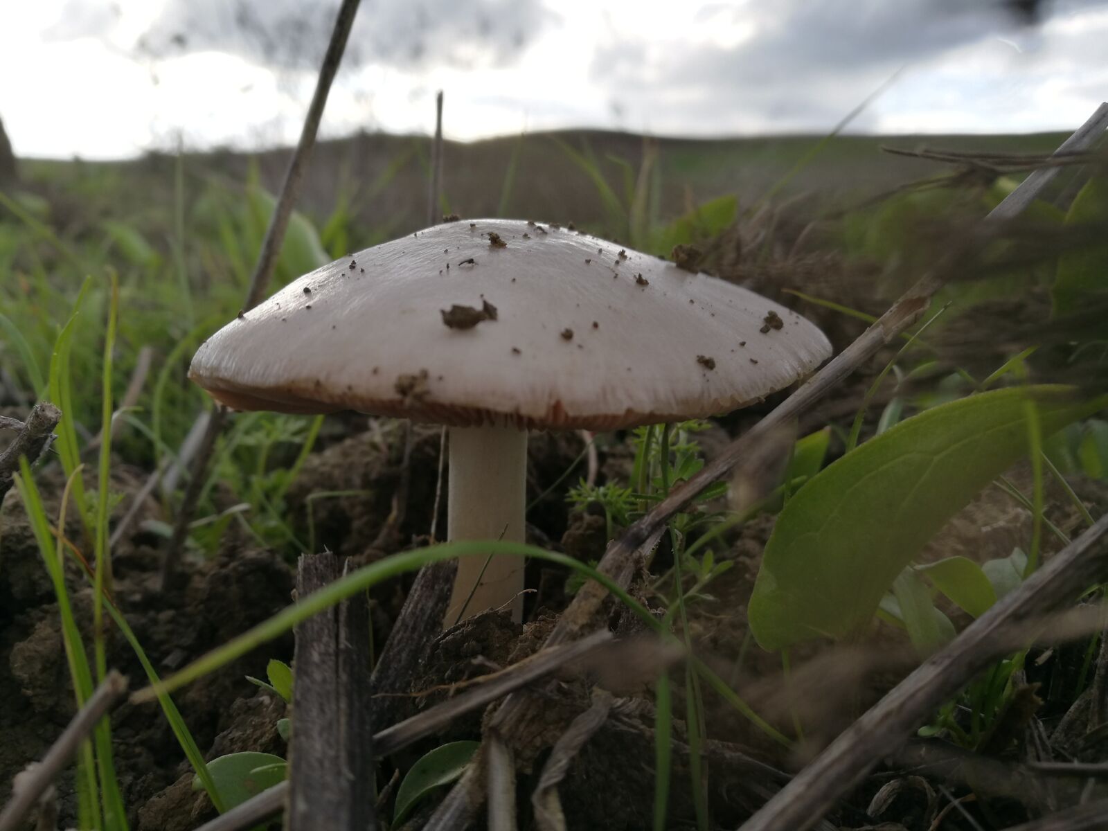 HUAWEI P9 sample photo. Mushrooms, nature photography