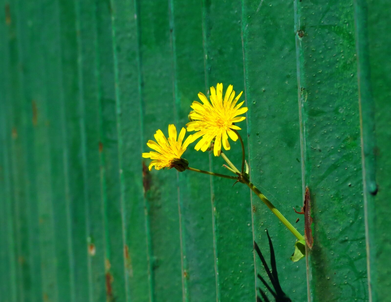 Canon PowerShot SX50 HS sample photo. Flowers, margaritas, yellow flowers photography
