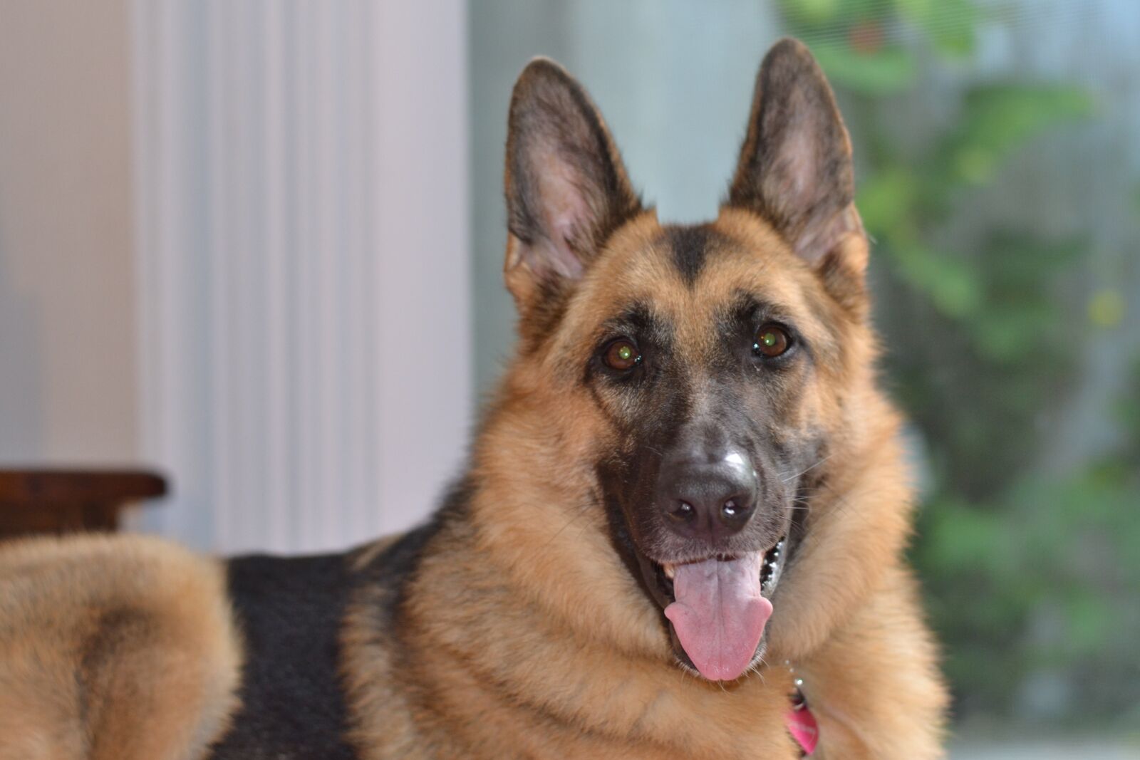 Nikon D3100 sample photo. Animal, german shepherd, pet photography