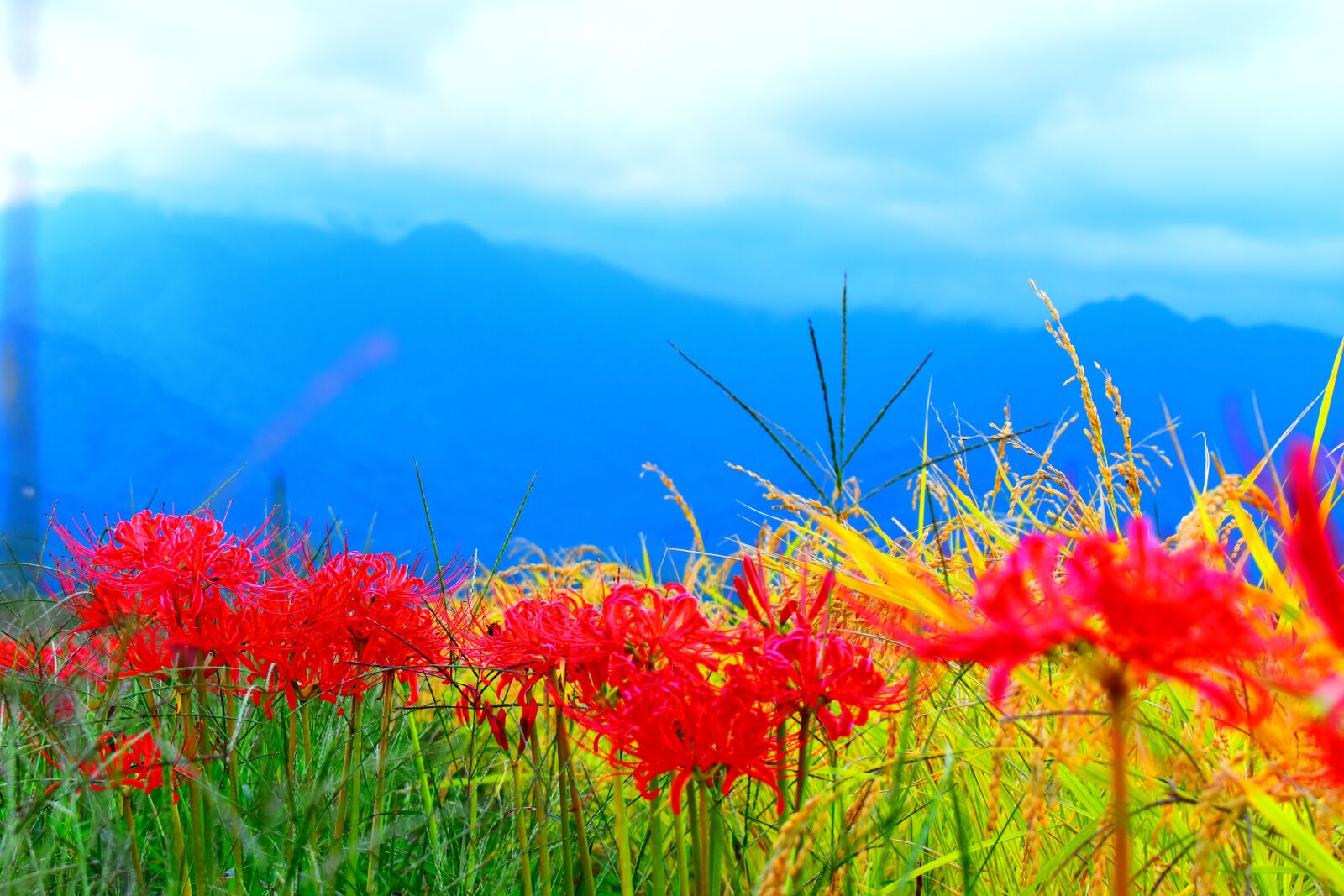 Nikon D5600 sample photo. Japan, nagano, outdoors photography
