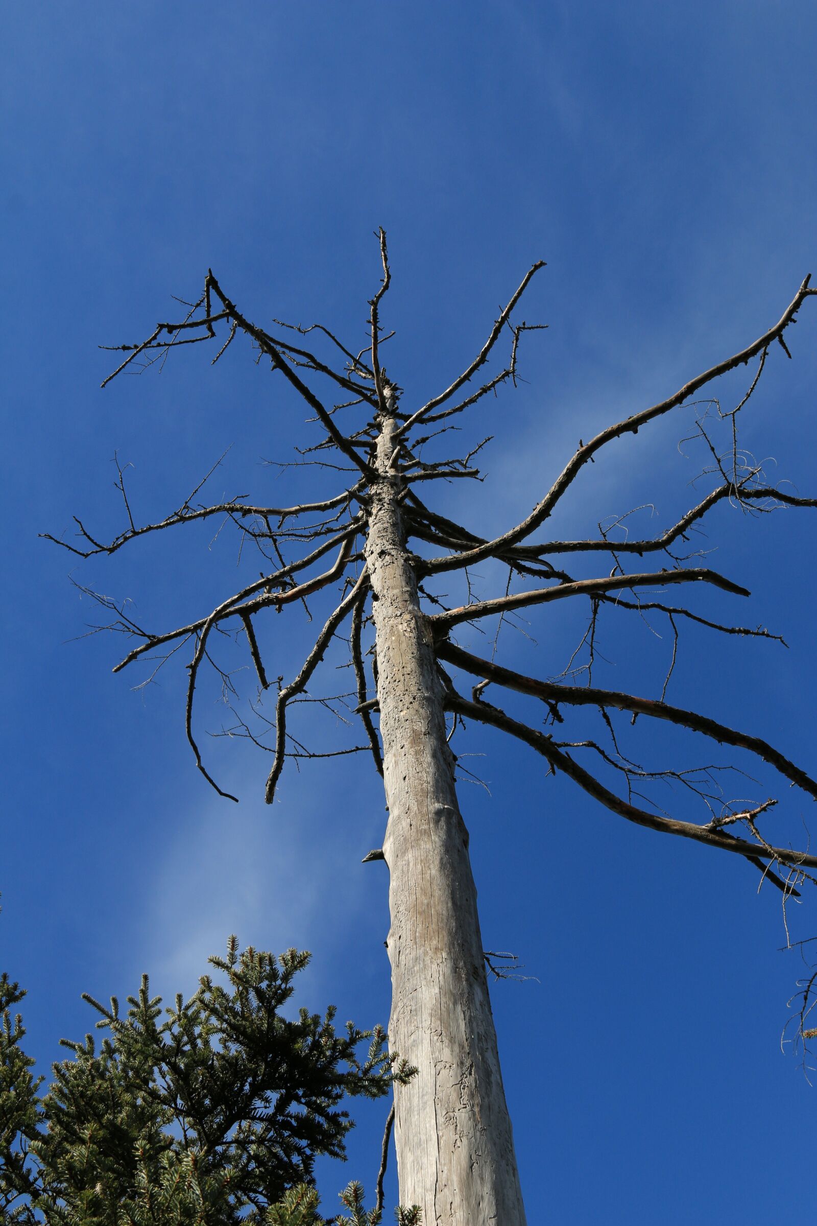 Canon EOS 70D + Canon EF 24-105mm F4L IS USM sample photo. Tree, dead, sky photography