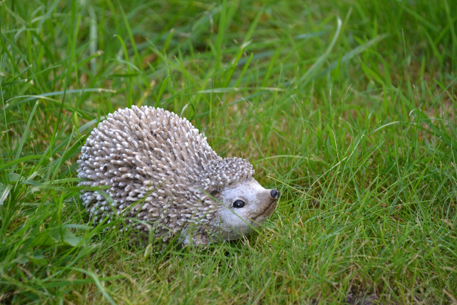 Nikon D3100 sample photo. Hedgehog, autumn, nature photography