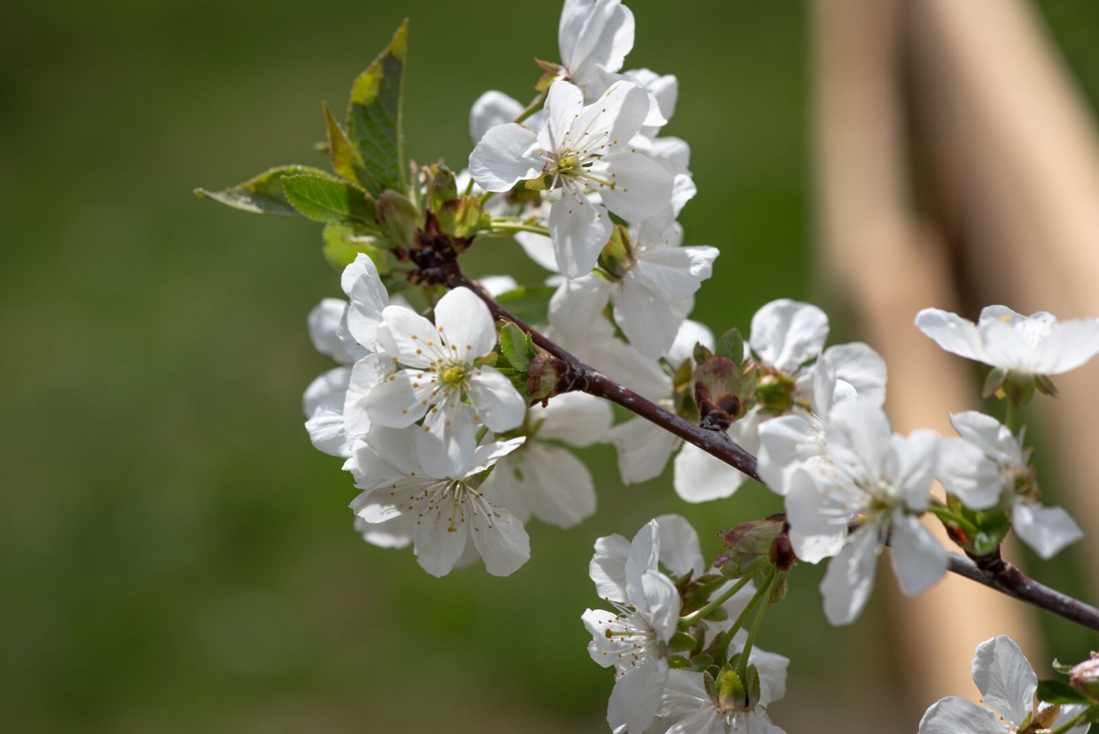 Nikon D750 sample photo. Flowers, white, branch photography