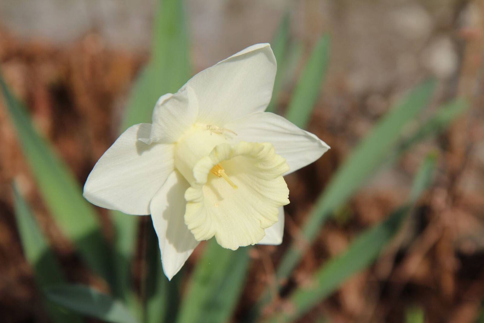 Canon EOS 600D (Rebel EOS T3i / EOS Kiss X5) sample photo. Narcissus, narcissus white, white photography