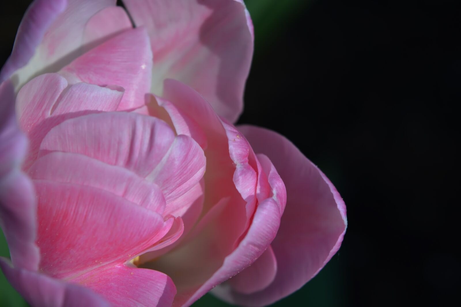 Nikon D5200 sample photo. Flowers, tulip, spring photography