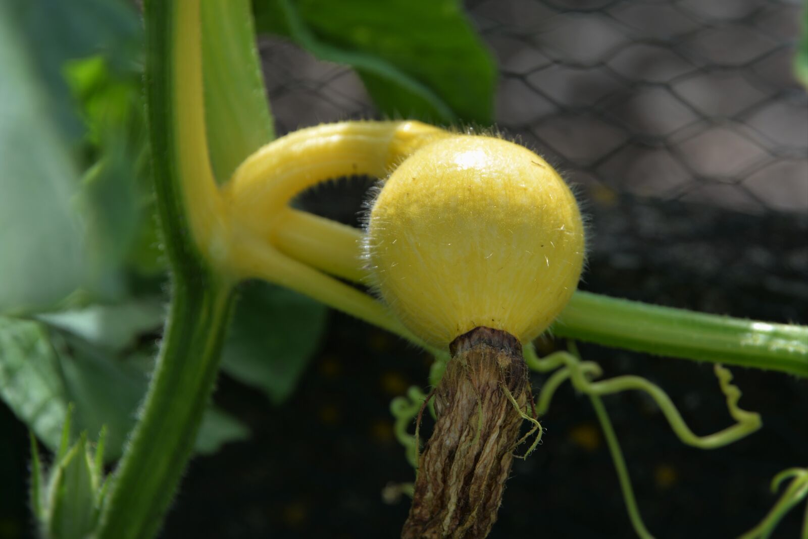 Nikon D610 sample photo. Gourd, young fruit, macro photography
