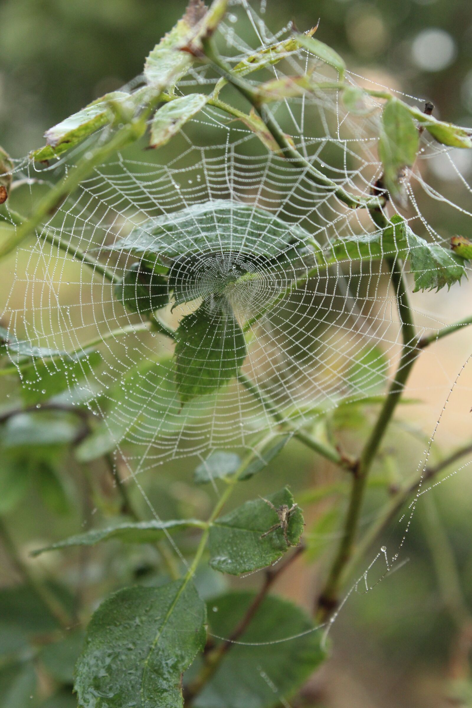 Canon EOS 1300D (EOS Rebel T6 / EOS Kiss X80) sample photo. Spiderweb, spider, web photography