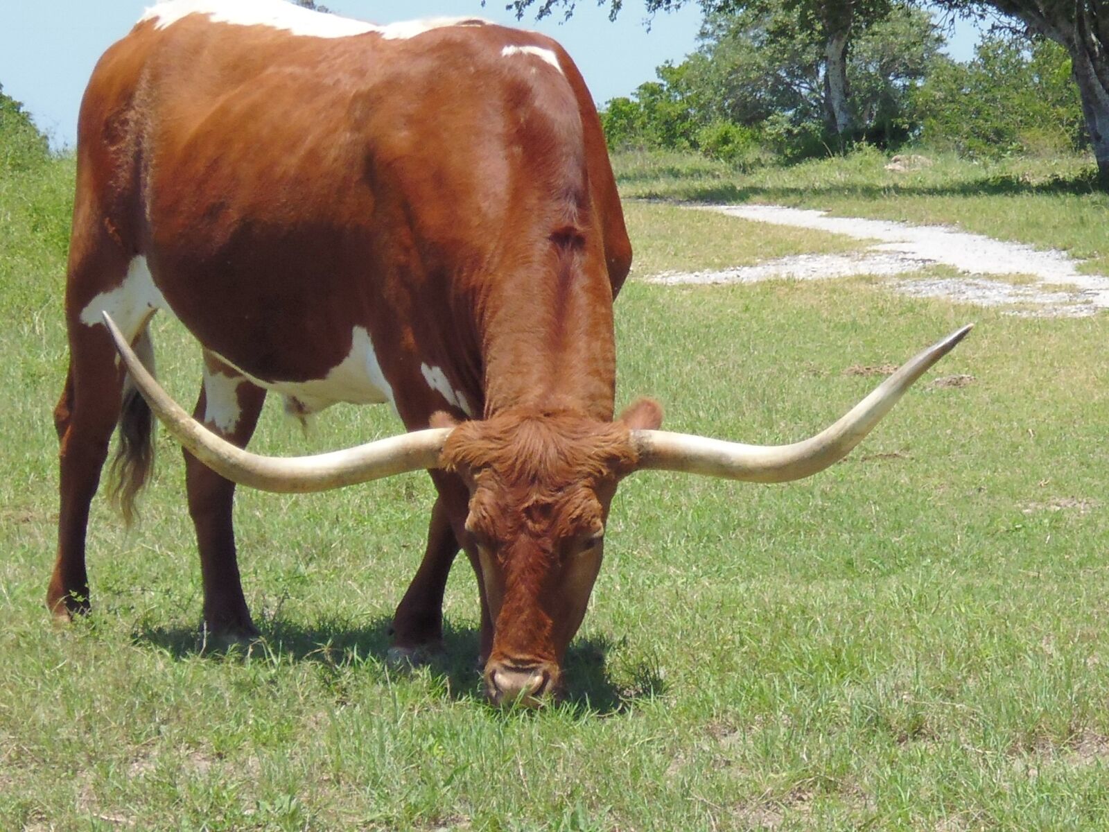 Panasonic DMC-XS1 sample photo. Longhorn, cow, horns photography