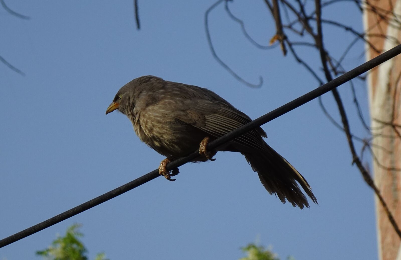 Sony DSC-WX800 sample photo. Bird, babbler, jungle babbler photography