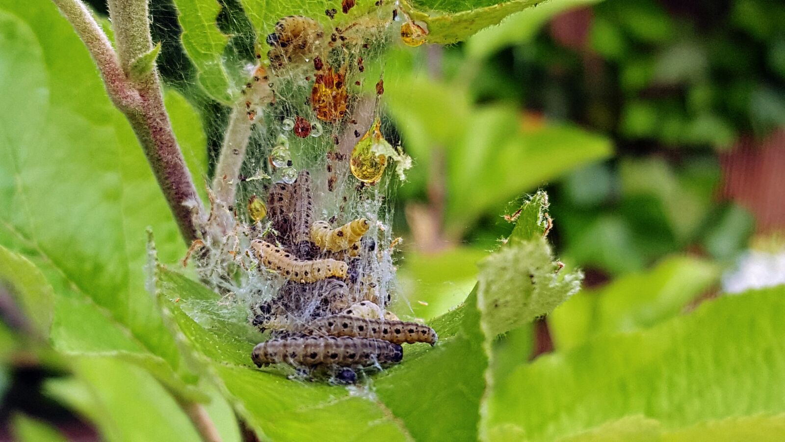 Samsung Galaxy S6 sample photo. Codling, track, nature photography