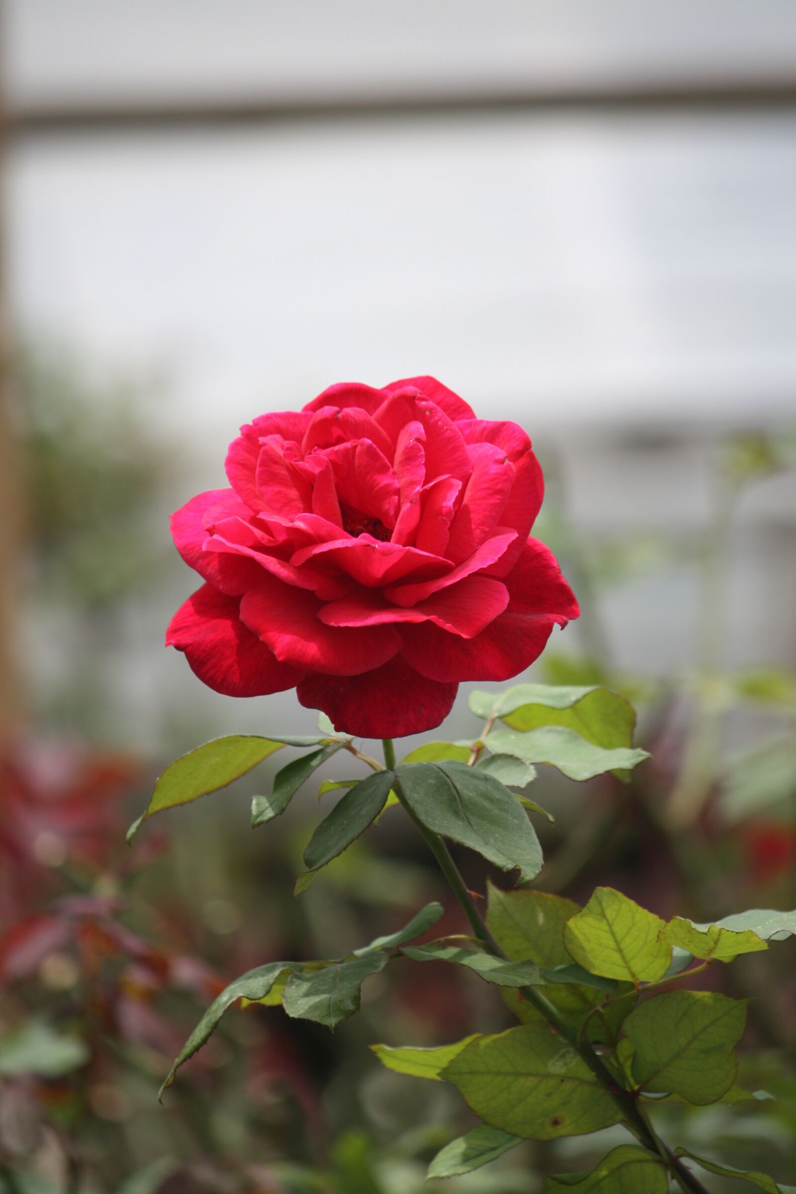 Canon EOS 450D (EOS Rebel XSi / EOS Kiss X2) sample photo. Flower, nature, rose photography