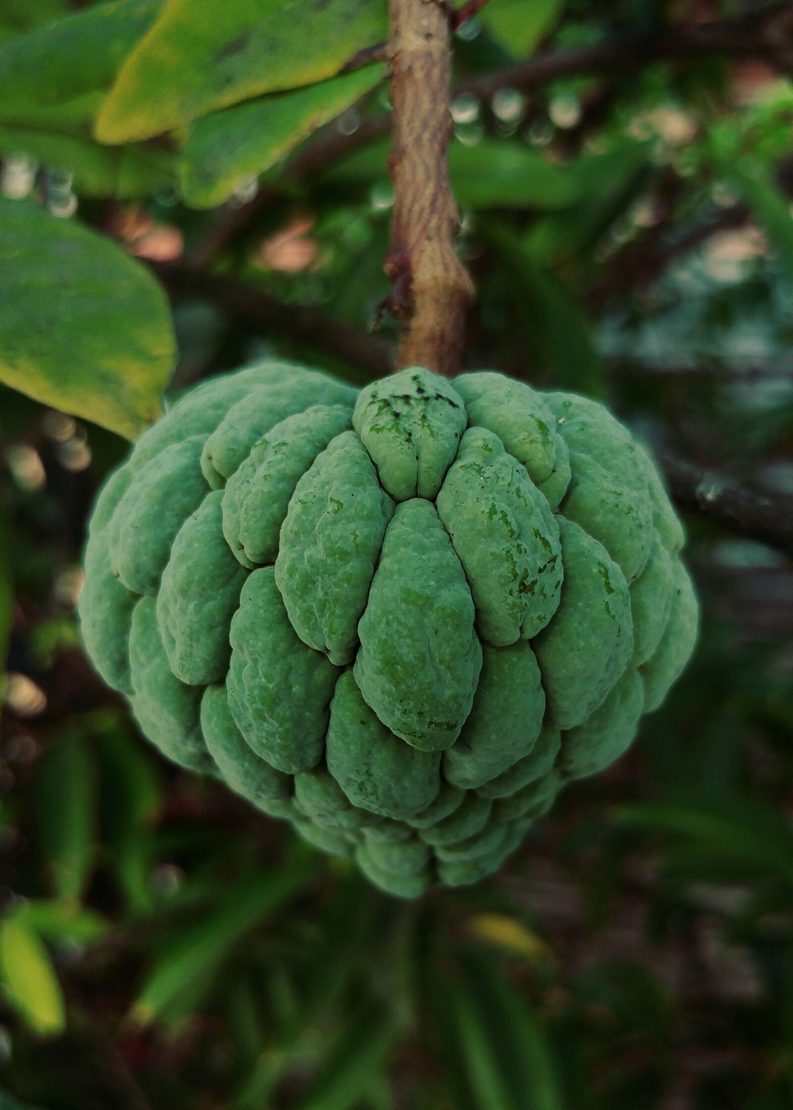 LG G5 sample photo. Sugar apple, fruit, food photography
