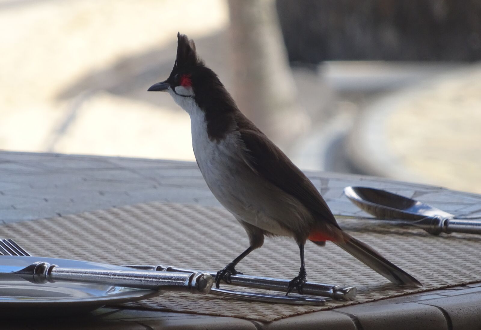 Sony Cyber-shot DSC-WX350 sample photo. Bird, table, nature photography