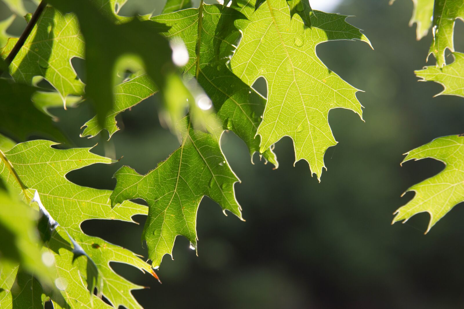 Canon EOS 60D + Canon EF 28-135mm F3.5-5.6 IS USM sample photo. Outside, tree, nature photography