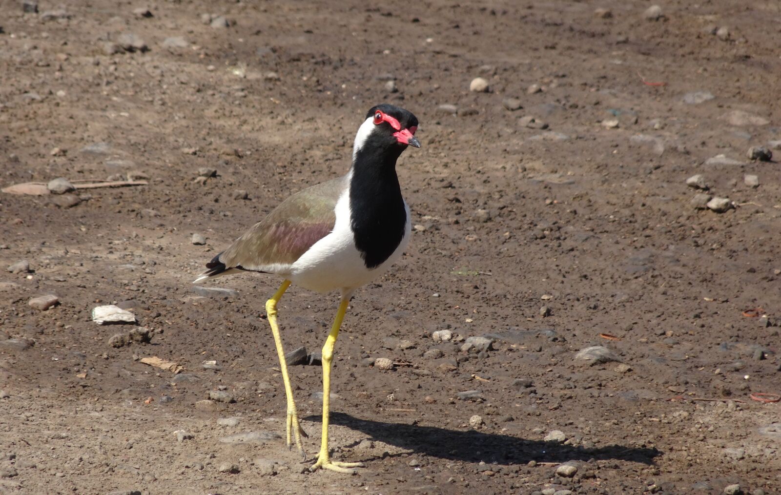 Sony Cyber-shot DSC-HX90V sample photo. Bird, red-wattled lapwing, vanellus photography