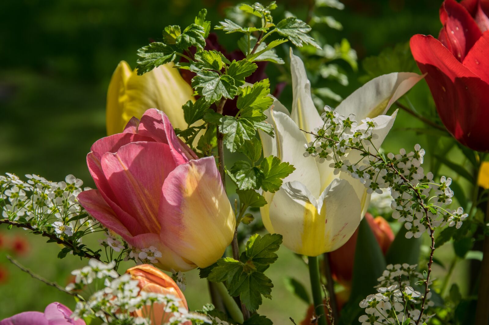 Pentax K-3 sample photo. Flower, tulip, blossom photography