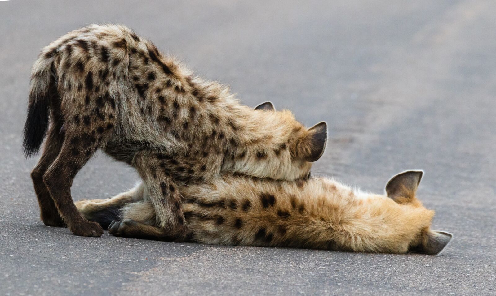 Canon EOS 7D Mark II sample photo. Hyena, animal, safari photography