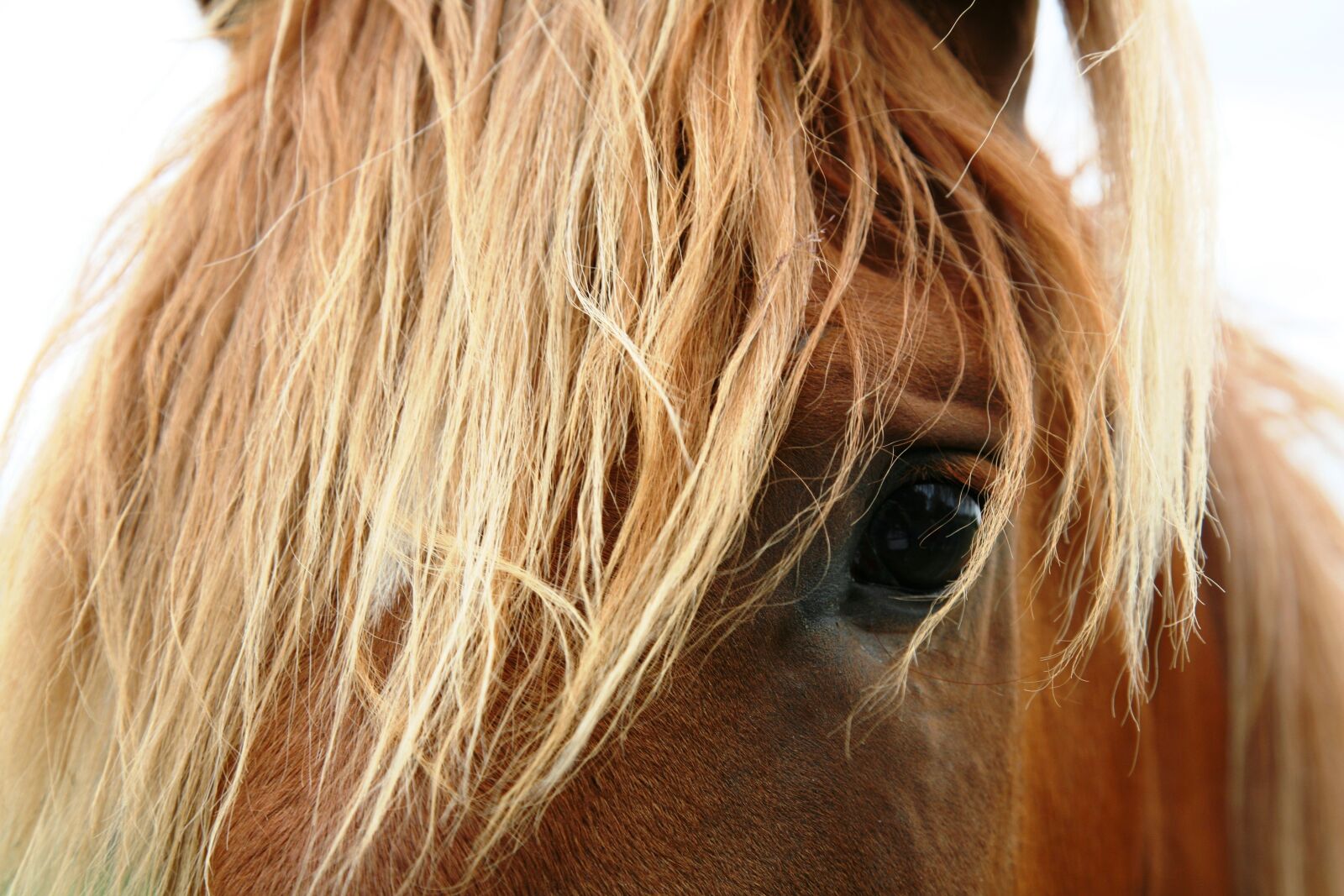 Canon EOS 5D sample photo. Horse photography