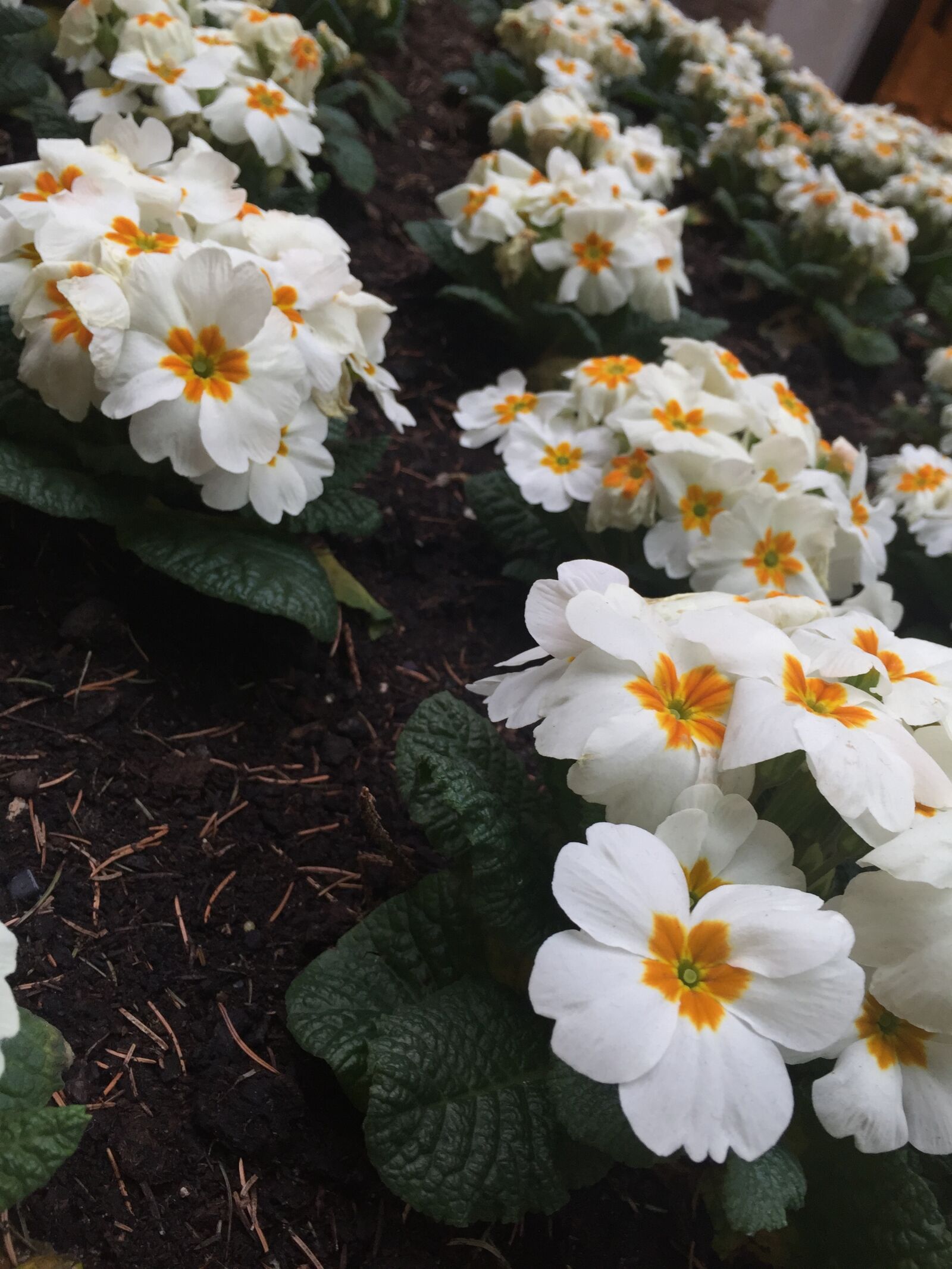 Apple iPhone 6 sample photo. Bed, of, flowers, flowers photography