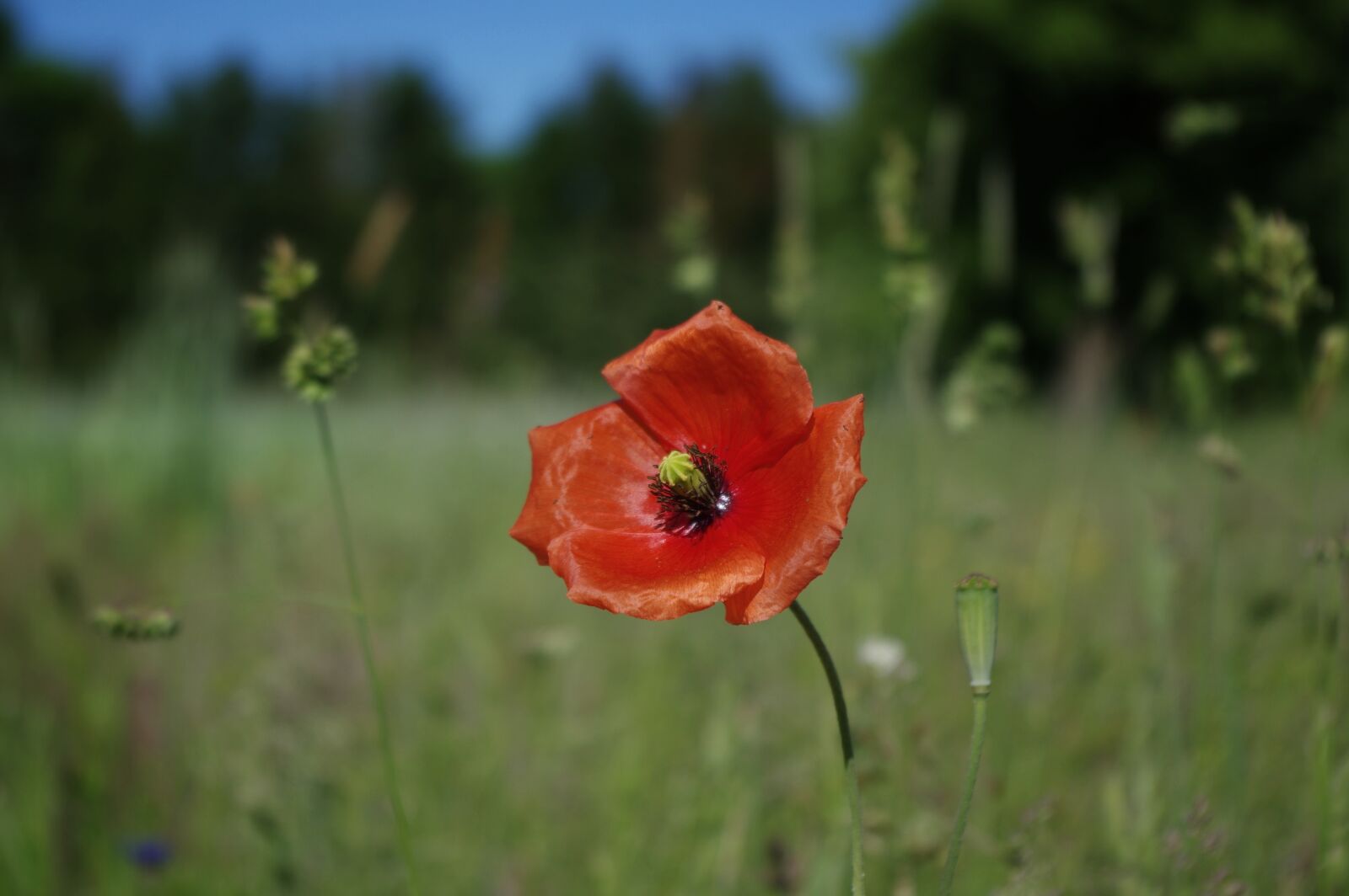 Pentax K-3 sample photo. Poppy, flowers, red poppy photography