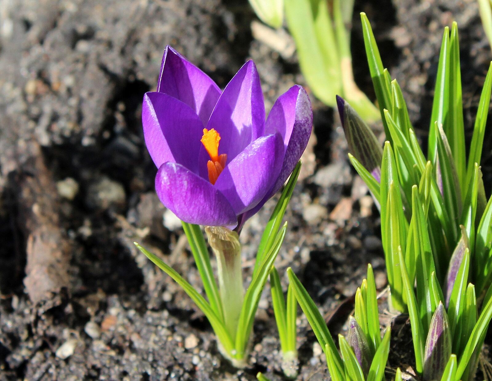 Canon EOS 1200D (EOS Rebel T5 / EOS Kiss X70 / EOS Hi) sample photo. Krokus, harbinger of spring photography