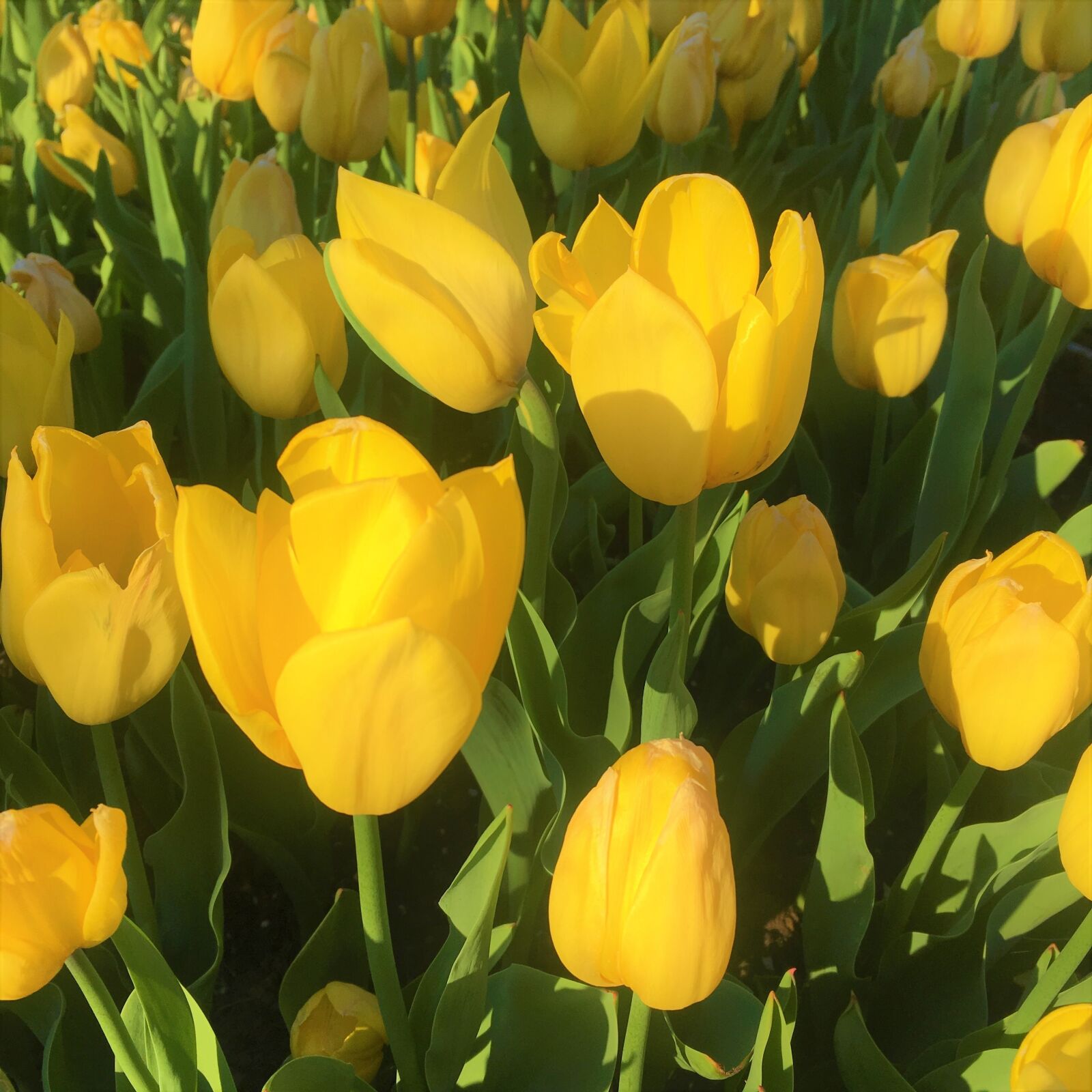 Apple iPhone 6s sample photo. Tulips, yellow, nature photography