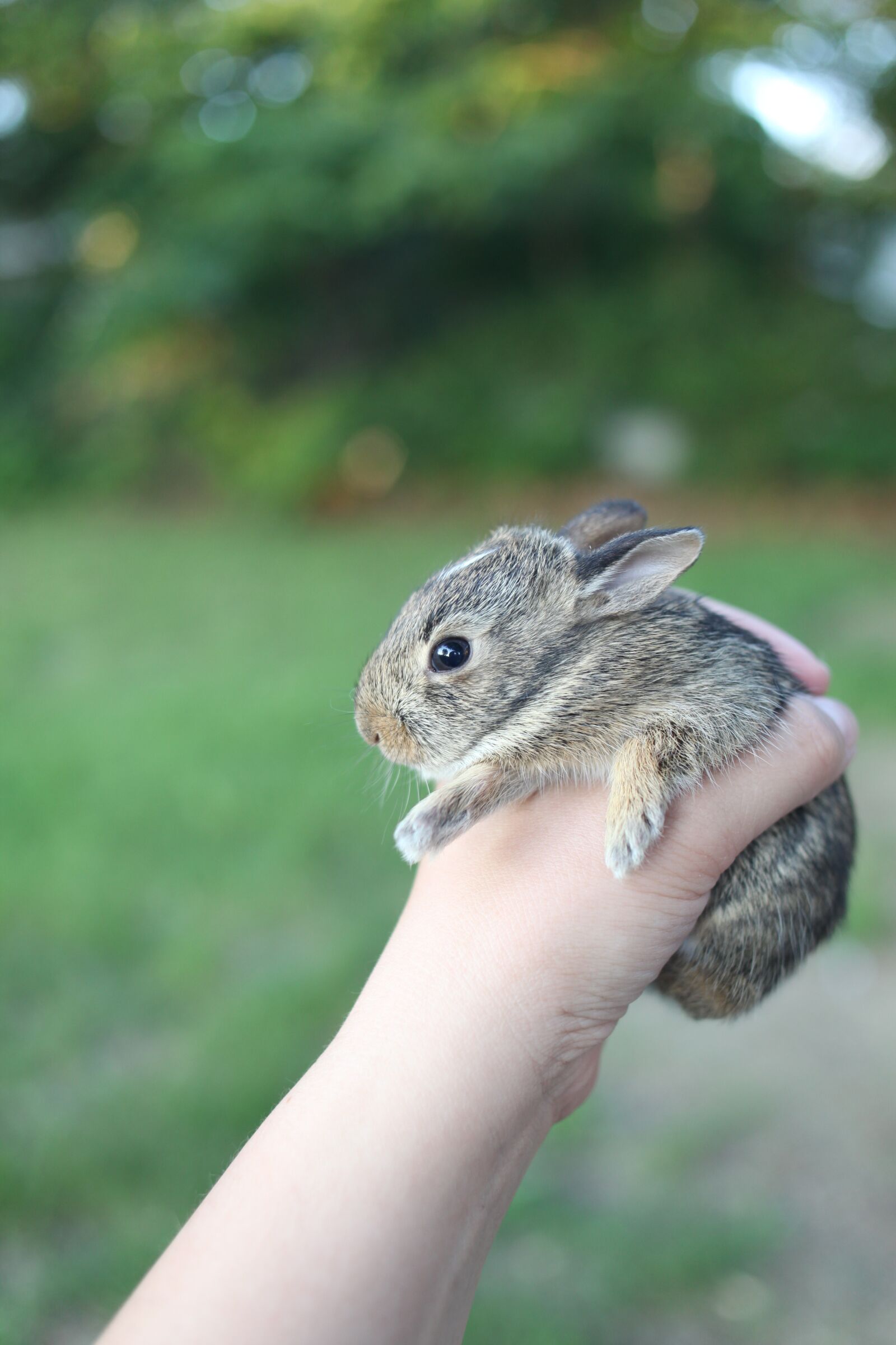 Canon EOS 5D Mark II sample photo. Rabbit, bunny, animal photography