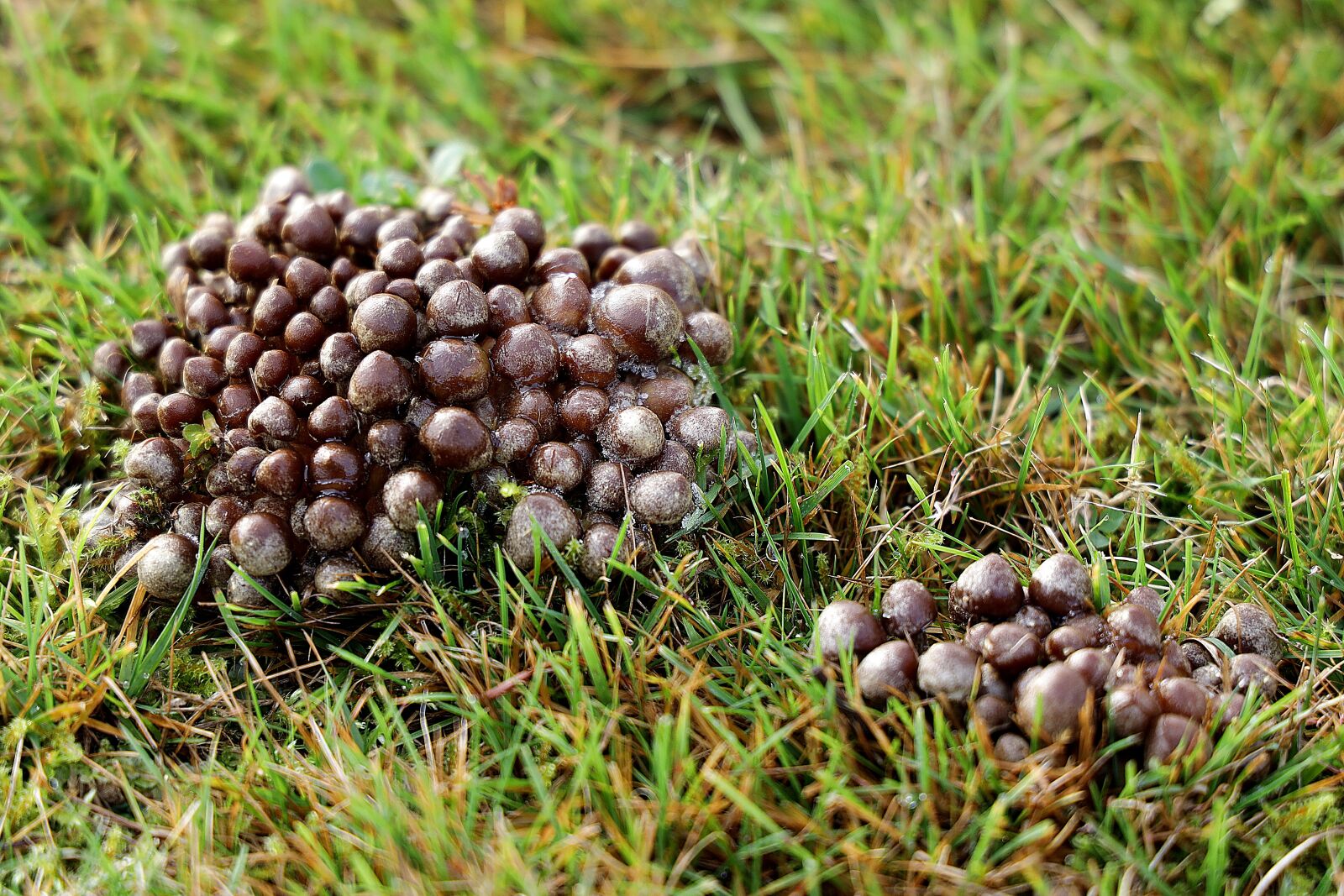 Canon EOS R sample photo. Mushrooms, small mushroom, mushroom photography
