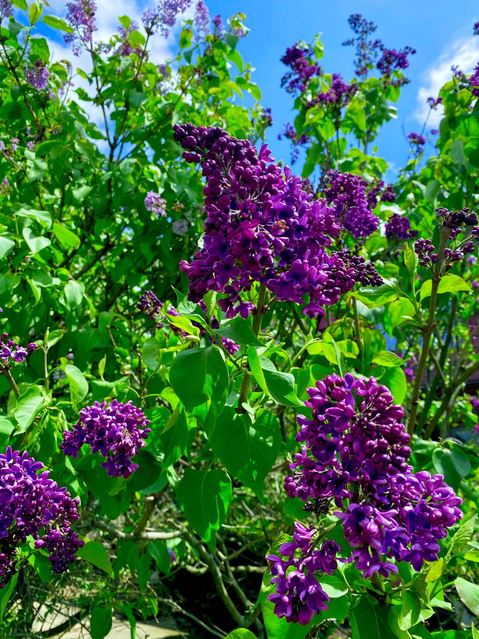 Apple iPhone 11 Pro sample photo. Purple, petals, tree photography