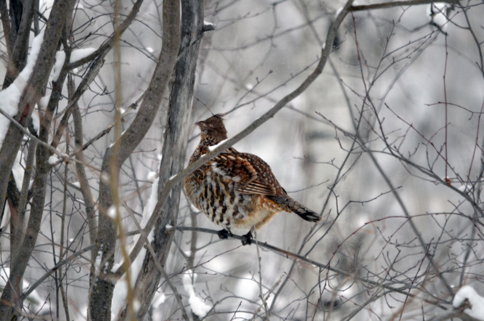 Nikon D7000 sample photo. Grouse, bird, winter photography