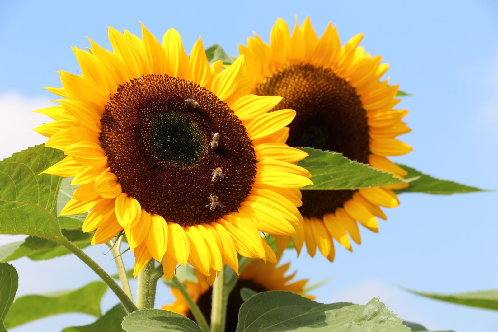 Canon EOS 700D (EOS Rebel T5i / EOS Kiss X7i) sample photo. Switzerland, nature, sunflower photography