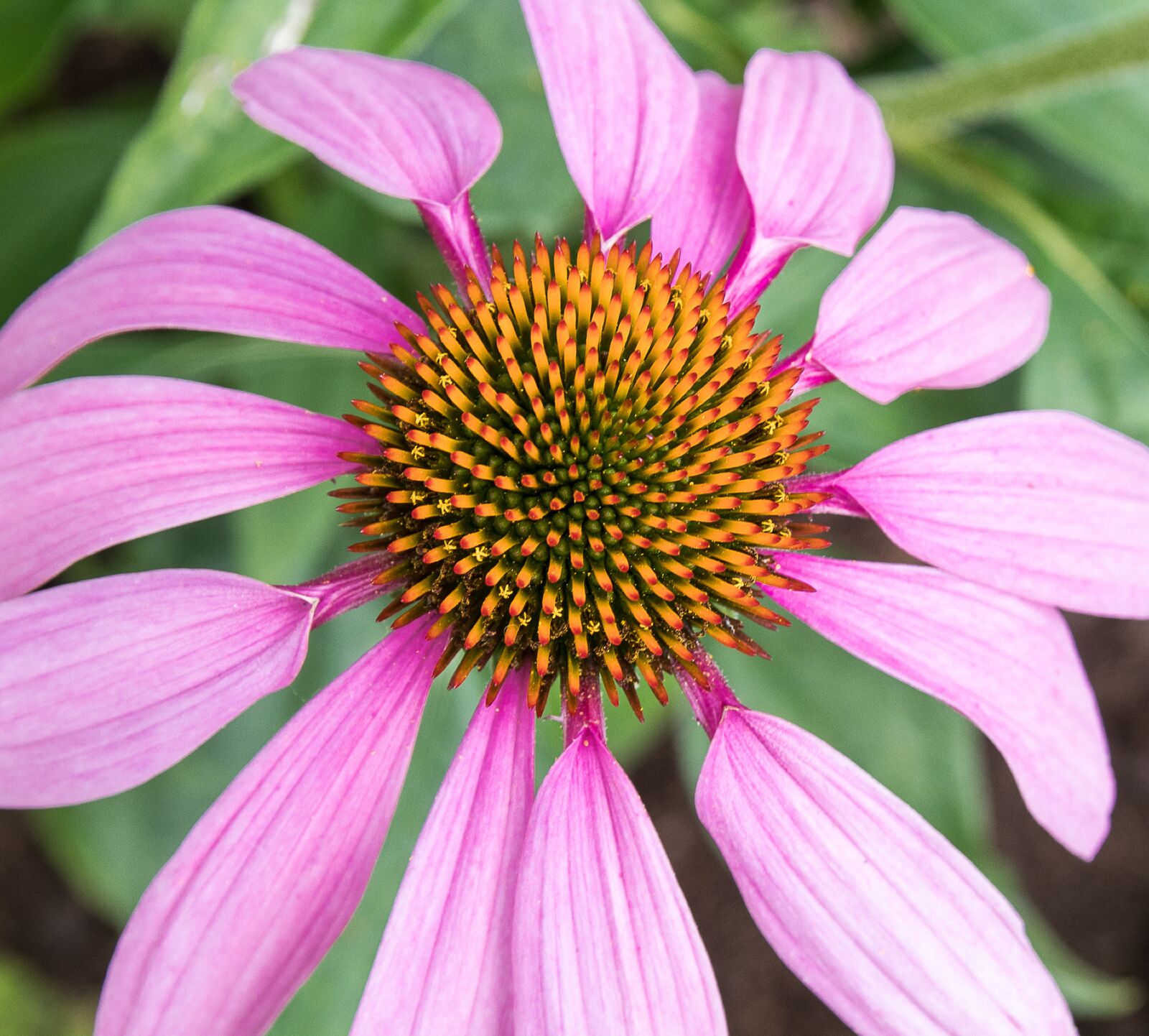 Canon EOS 80D sample photo. Coneflower, flower, plant photography