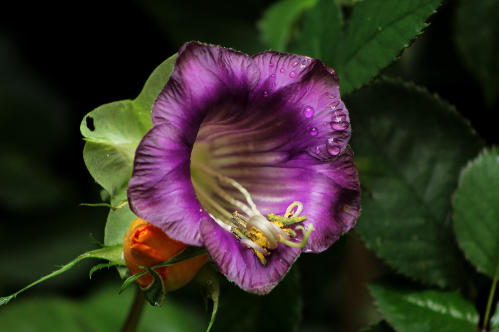 Canon EOS 600D (Rebel EOS T3i / EOS Kiss X5) sample photo. Cobea scandens, cup-and-saucer, flower photography