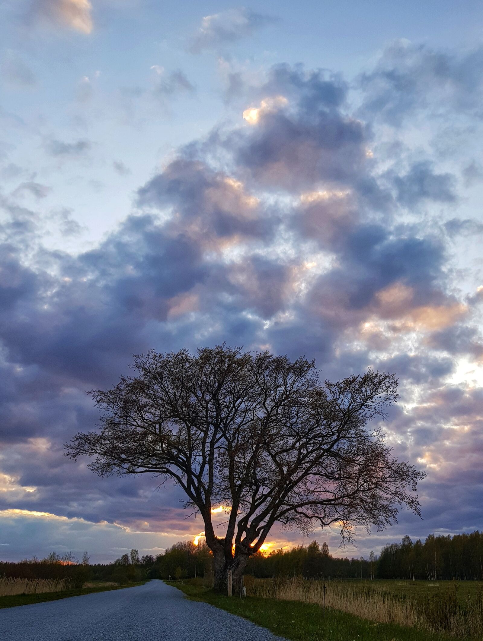 Samsung Galaxy S8 sample photo. Tree, sunset, dusk photography