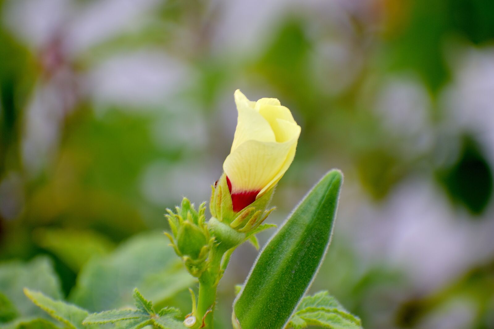Nikon D5600 sample photo. Okra flower, lady finger photography