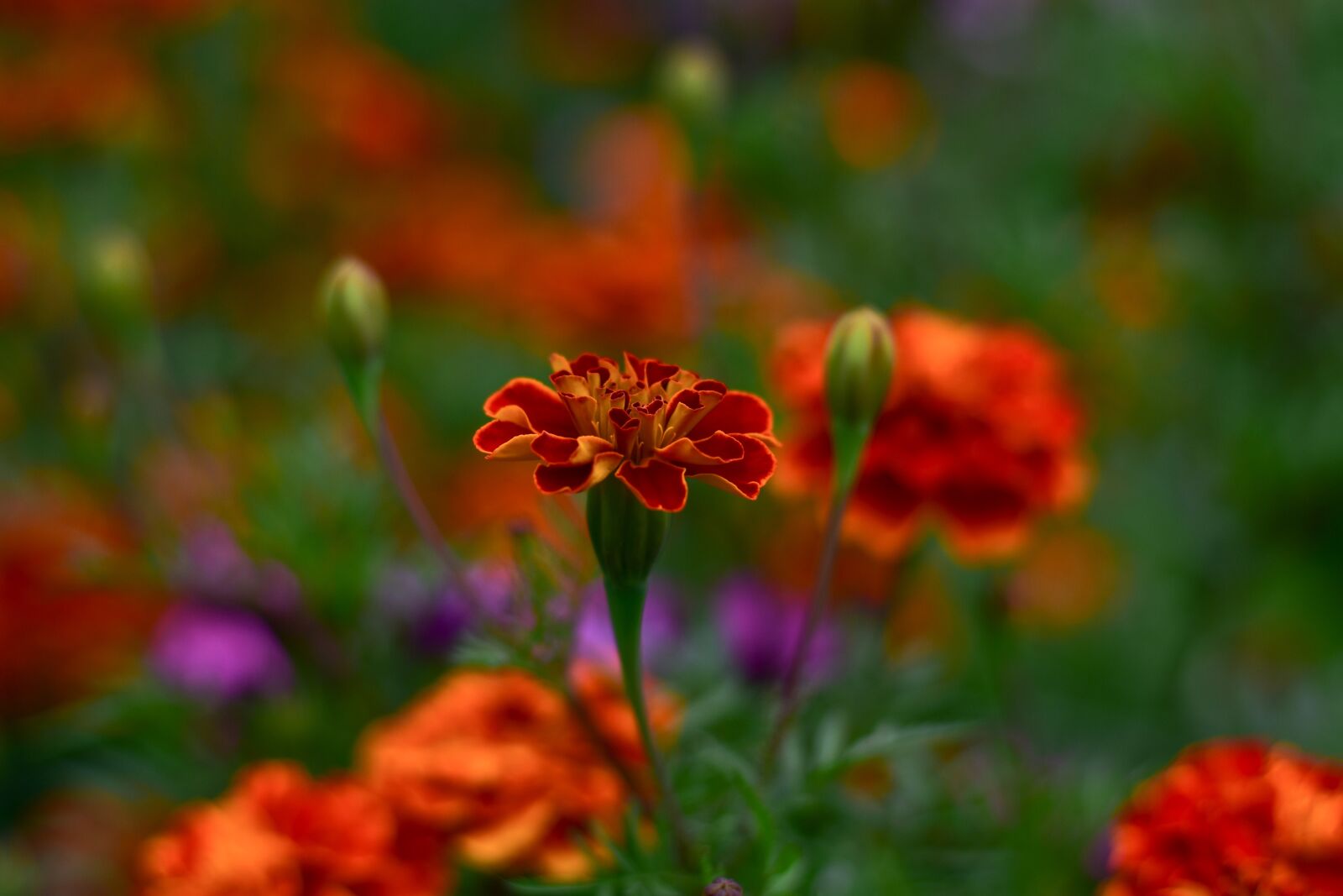 Nikon D3400 sample photo. Nature, flowers, garden photography