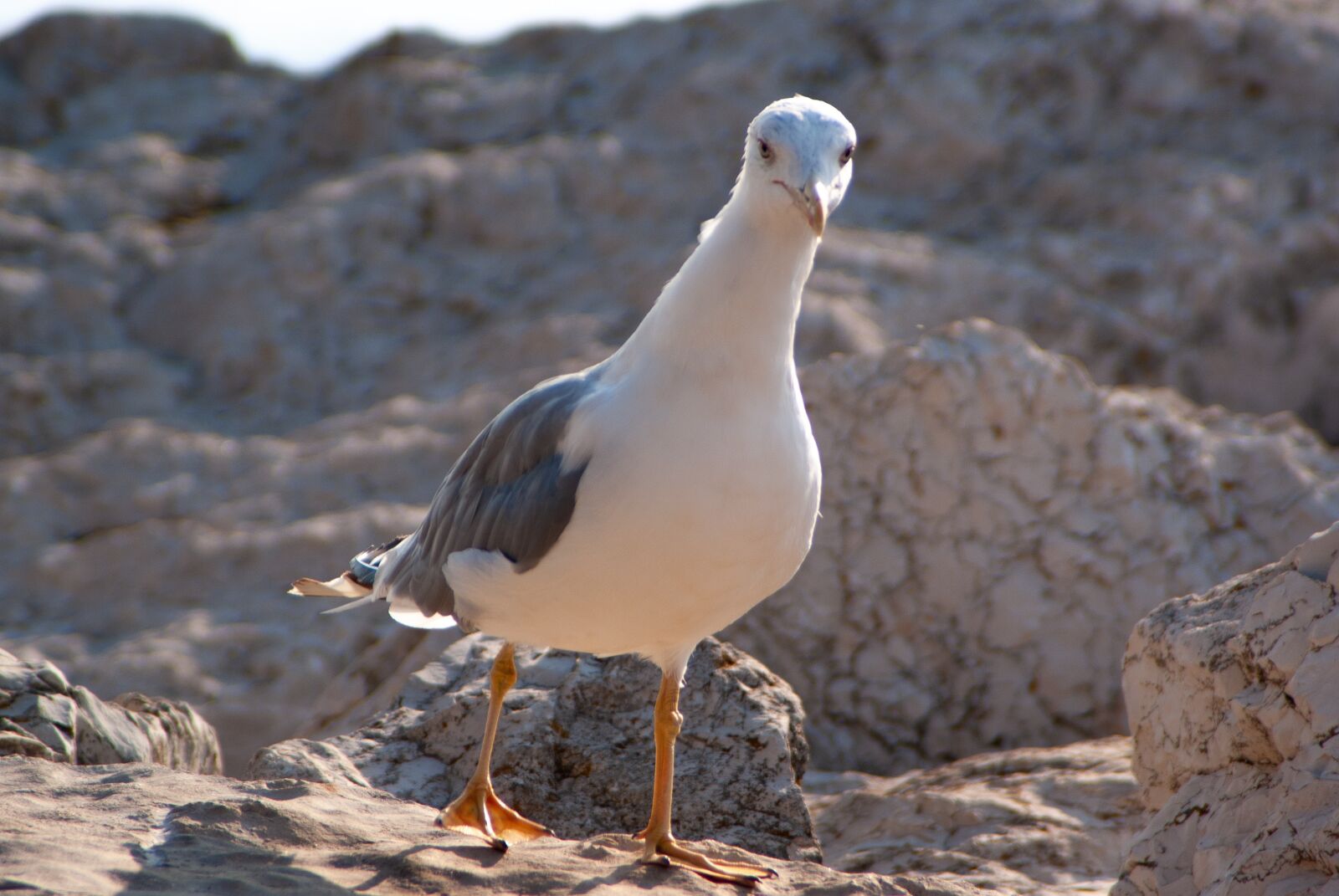 Sony Alpha DSLR-A200 sample photo. Seagull, close up, animal photography