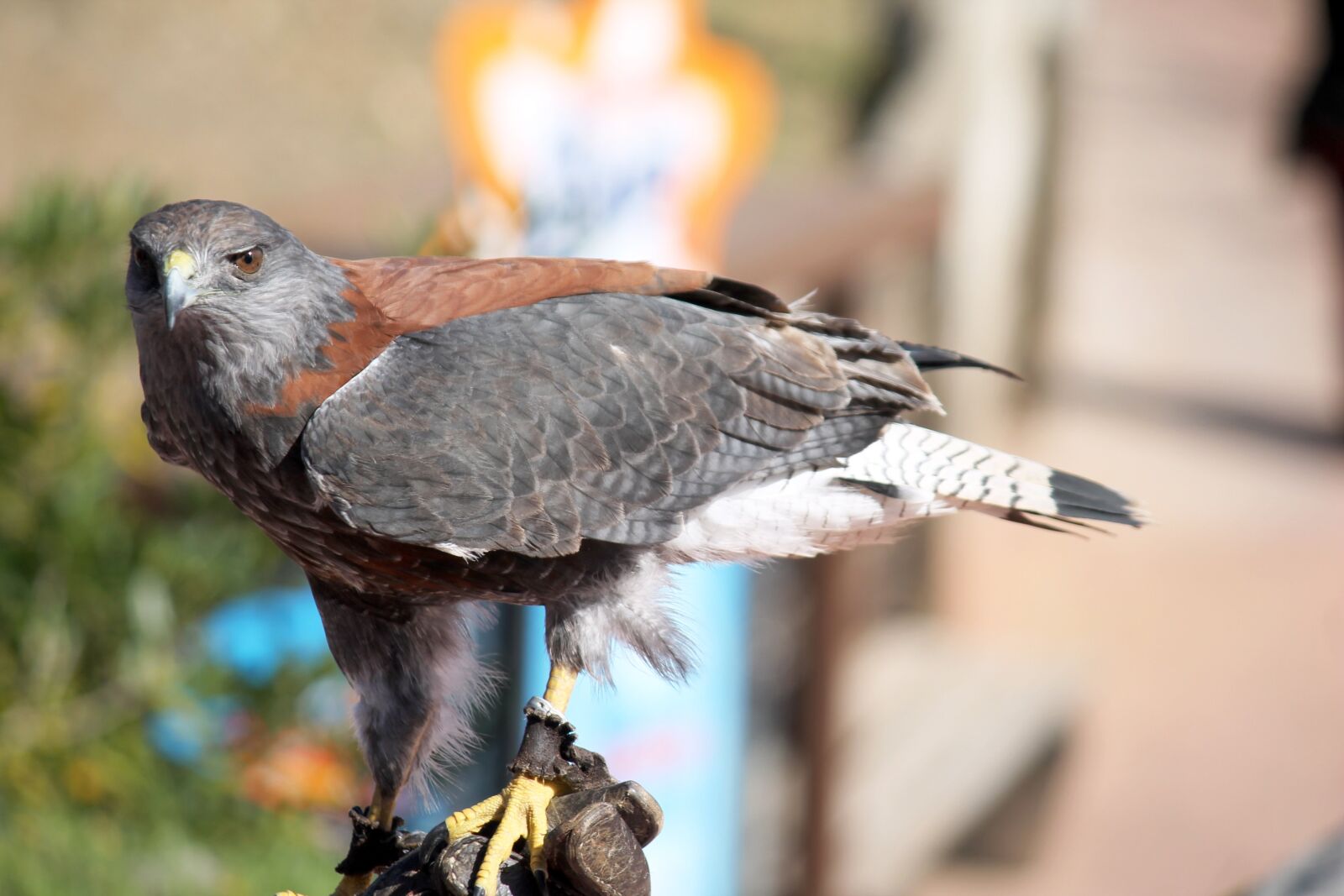 Canon EF-S 55-250mm F4-5.6 IS II sample photo. Eagle, ave, bird of photography