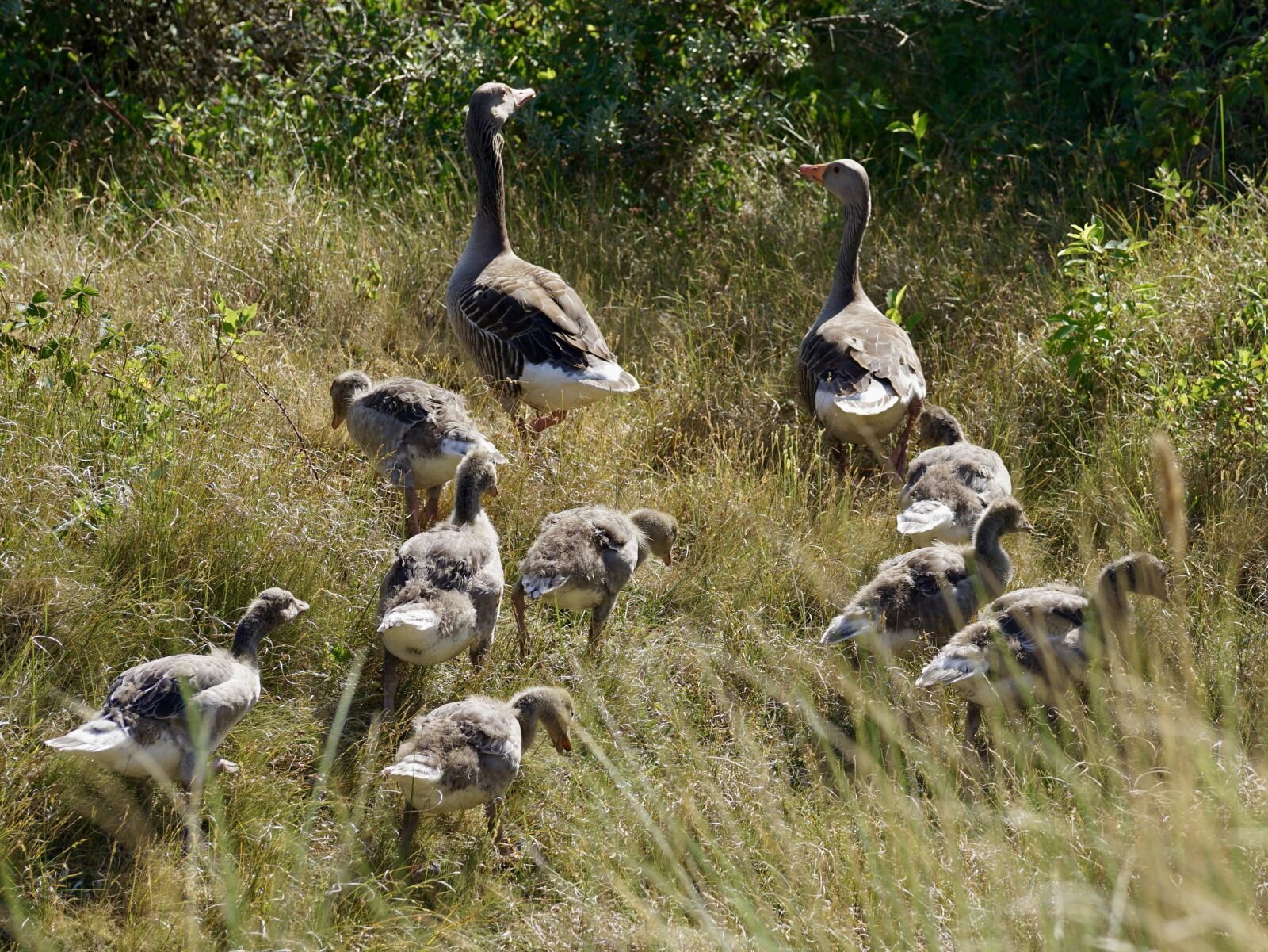 Sony DT 55-300mm F4.5-5.6 SAM sample photo. Geese, grey geese, wild photography