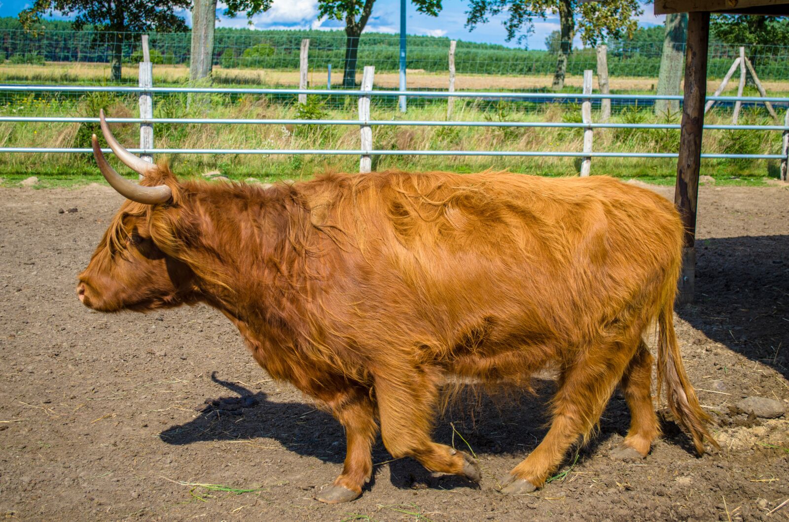 Nikon D5100 sample photo. Zoo, bull, cow photography