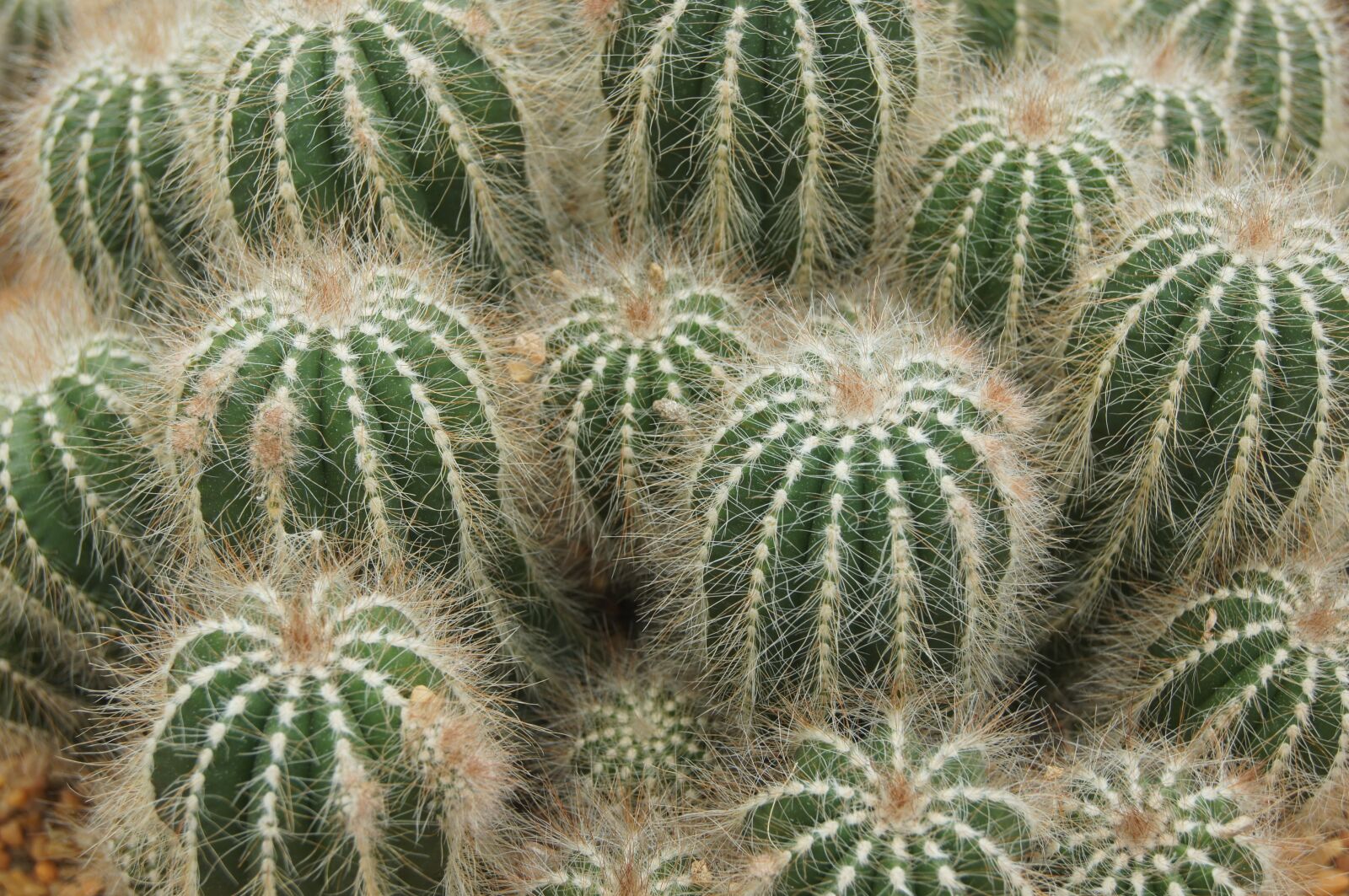 Sony SLT-A55 (SLT-A55V) sample photo. Cactus, plant, flower photography