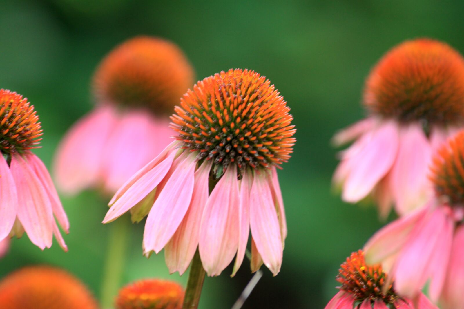 Canon EOS 50D sample photo. Pink, wildflower, garden photography