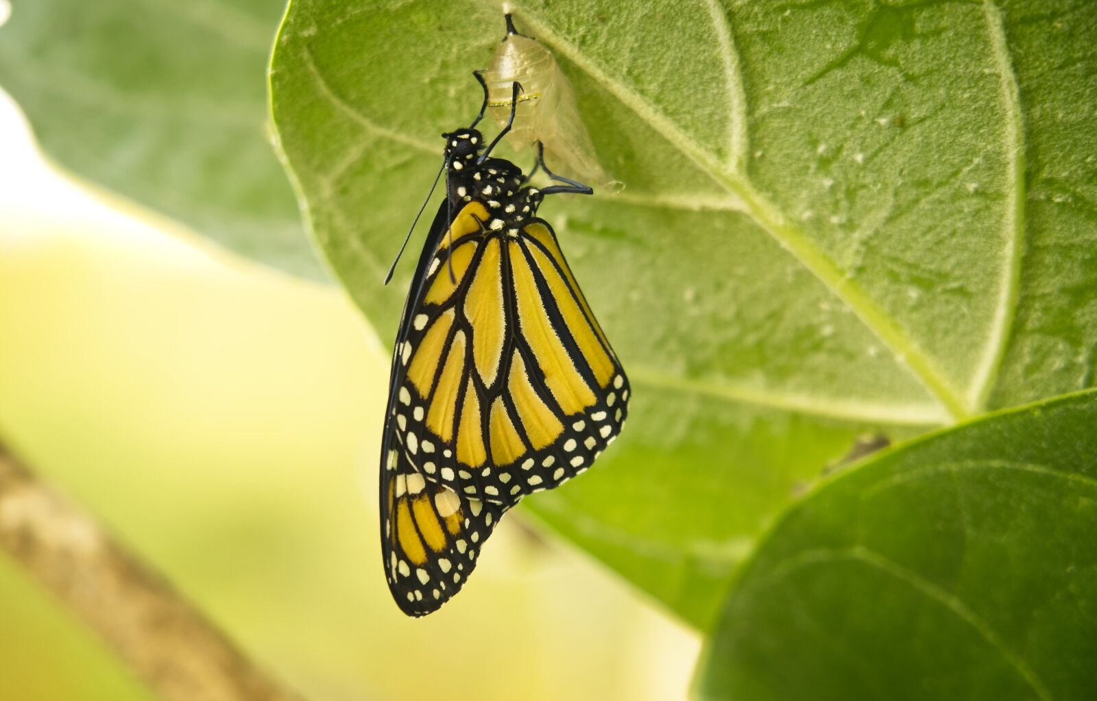 Sony FE 24-105mm F4 G OSS sample photo. Butterfly, monarch, transformation photography
