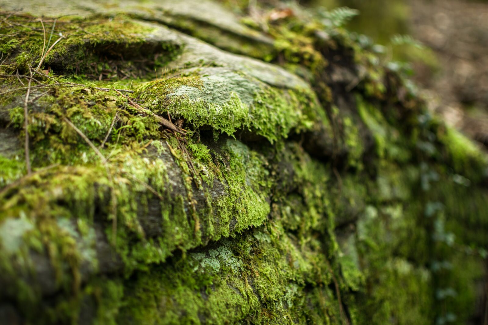 Nikon D3300 sample photo. Moss, stone, rock photography
