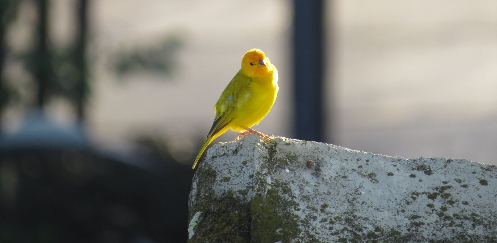 Canon PowerShot SX50 HS sample photo. Nature, bird, ave photography